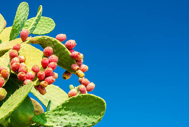 istock Prickly pears with red fruits and blue sky in background 486129610