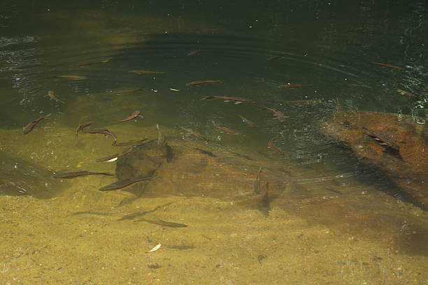 istock Fish in the crystal clear water 486131902