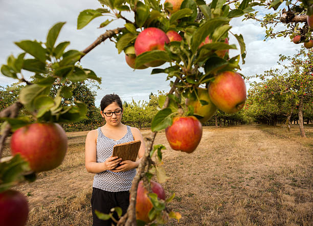 젊은 여자의 태블릿, apple 컴퓨터 검사 나무를 과수원 - autumn harvesting stationary life 뉴스 사진 이미지