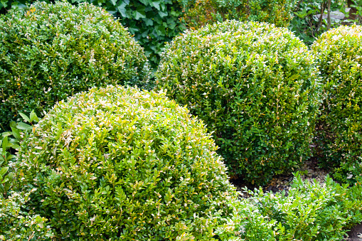beautiful green boxwood garden pruned into shapes