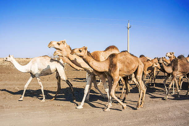 istock Herd of Camels in Sudan 486132598