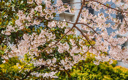 Spring flowers series, Cherry Blossom in Tongji University, Shanghai, China.