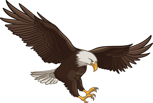 Vector illustration of a Bald Eagle, isolated on a white background