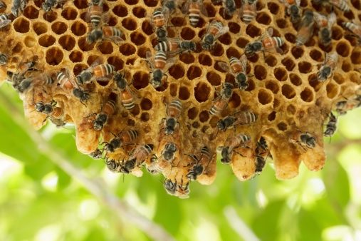 Bees on a honeycomb with brood and fresh honey