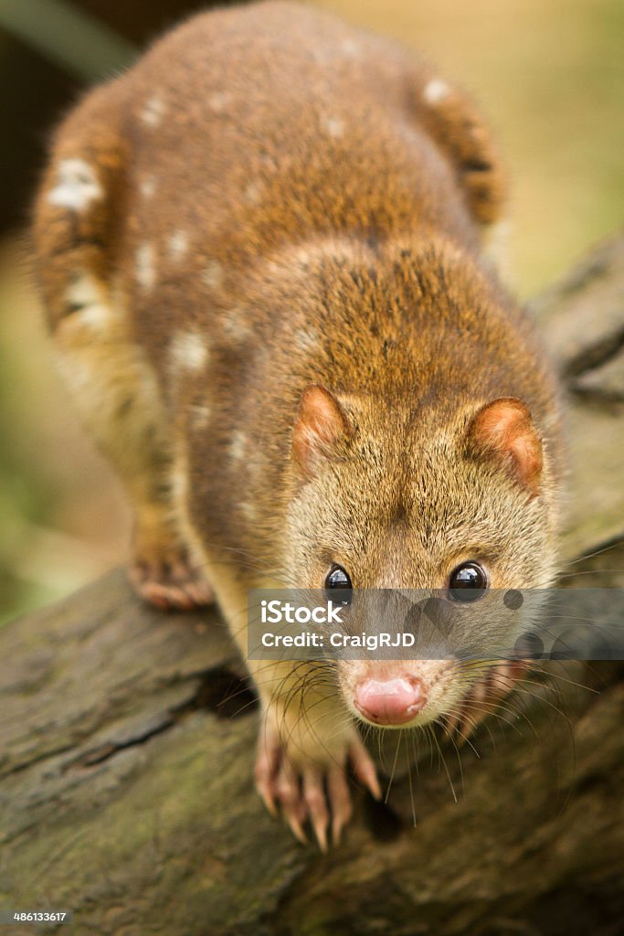 Tigre Quoll - Photo de À pois libre de droits