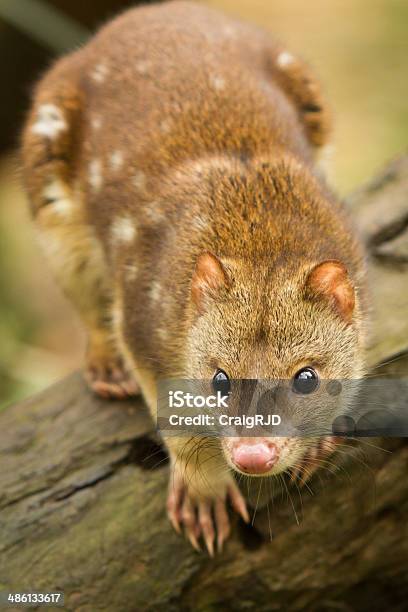 Tigre Quoll - Fotografias de stock e mais imagens de Sarapintado - Sarapintado, Animal, Animal em via de extinção