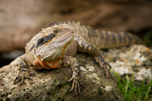 Australian water dragon