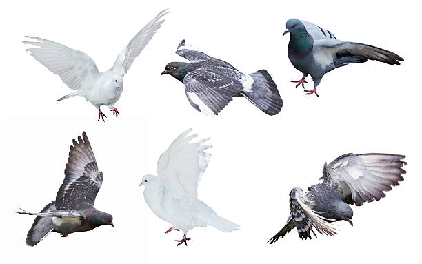 istock six isolated on white pigeons 486133825