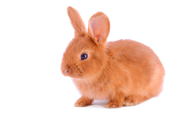 A cute fluffy Easter bunny on a white background embodies the concept of Easter.