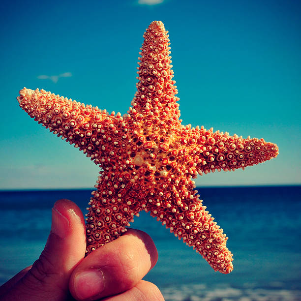 istock starfish on the beach, with a retro effect 486134727
