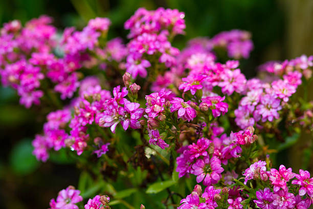 istock Pink Sweet Alyssum (Lobularia maritima). 486134757