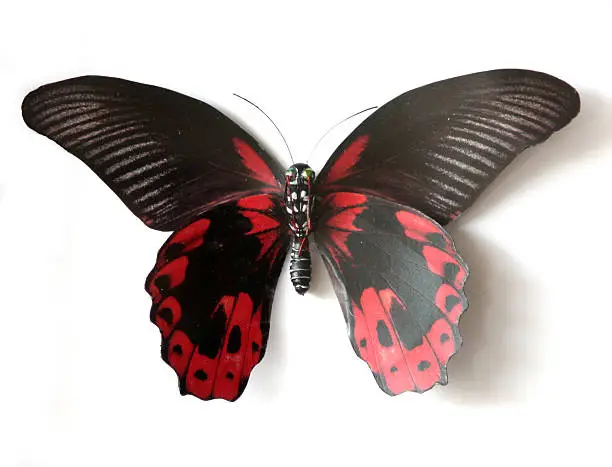 Stuffed insect Butterfly Papilio Rumanzovia