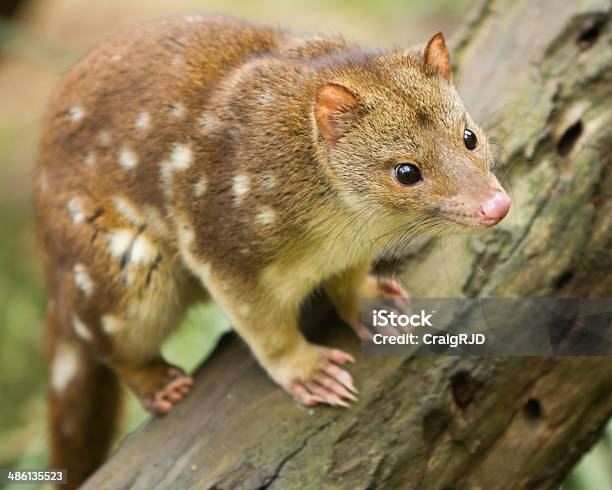 タイガー Quoll - 絶滅危惧種のストックフォトや画像を多数ご用意 - 絶滅危惧種, オーストラリア, クローズアップ