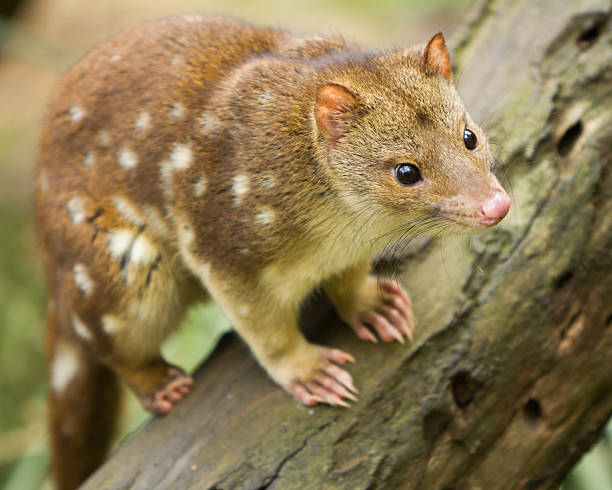 Tiger Quoll The tiger quoll (Dasyurus maculatus), also known as the spotted-tail quoll, the spotted quoll, or the spotted-tailed dasyure spotted quoll stock pictures, royalty-free photos & images
