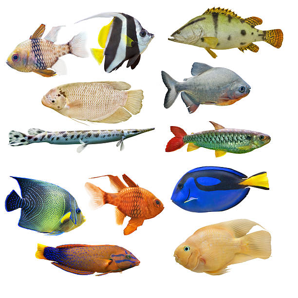 istock set of twelve fishes on white background 486135561