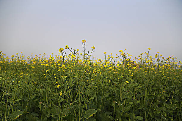 fresca de mostaza - mustard plant mustard field clear sky sky fotografías e imágenes de stock
