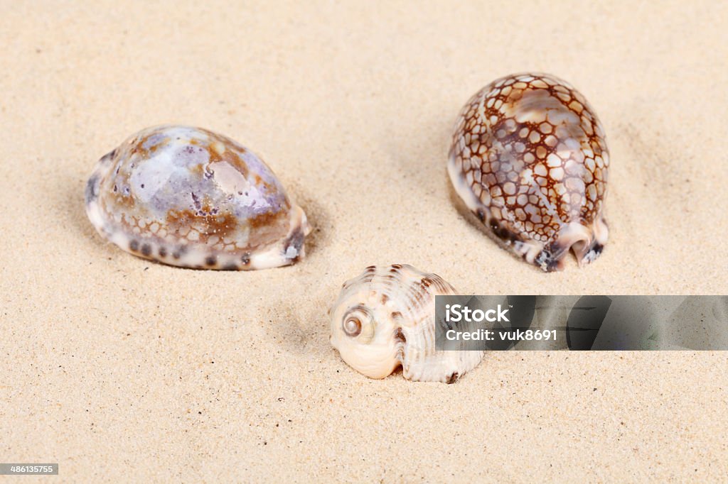 Beautiful shells in sand Beautiful shells in sand, La Digue Island, Seychelles Animal Stock Photo