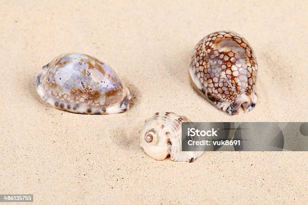 Beautiful Shells In Sand Stock Photo - Download Image Now - Animal, Animal Markings, Animal Shell