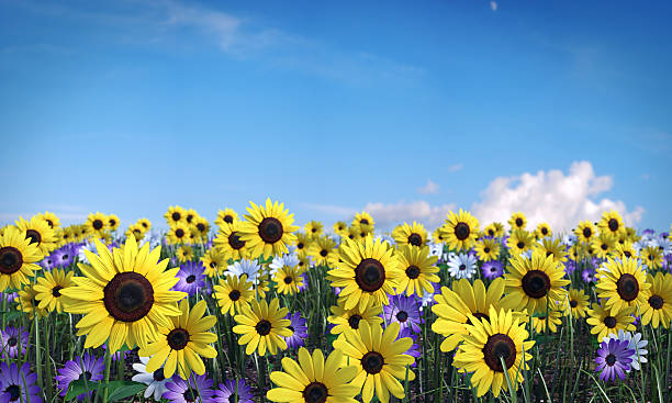 istock Field of Flowers 486135769