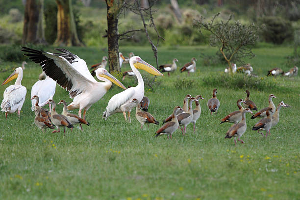 great white pelicans i egyptian goose - shelduck anseriformes duck goose zdjęcia i obrazy z banku zdjęć