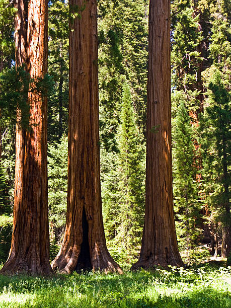 istock tall and big sequoias in beautiful sequoia national park 486136473