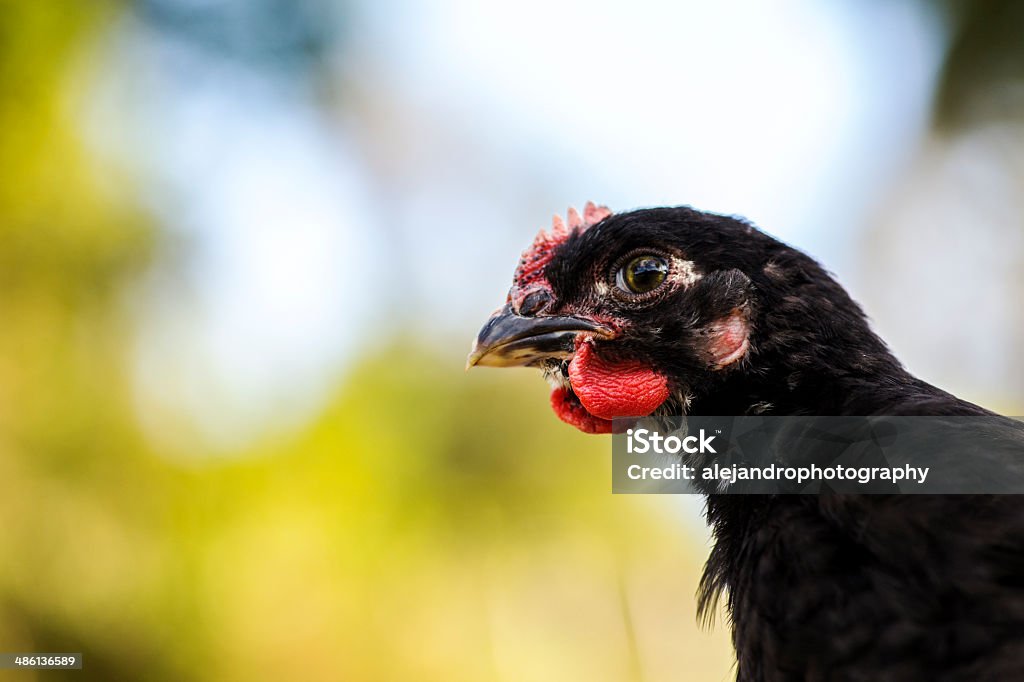 Black cochin rooster 2 month old adolescent black cochin rooster Adolescence Stock Photo