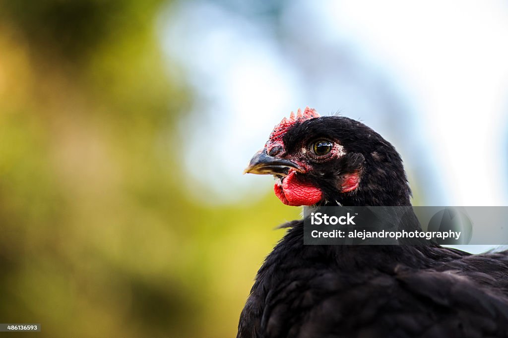 Black cochin rooster - Zbiór zdjęć royalty-free (Adolescencja)