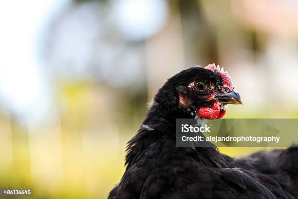 Cochin Preto Galo - Fotografias de stock e mais imagens de Adolescência - Adolescência, Agricultura, Animal