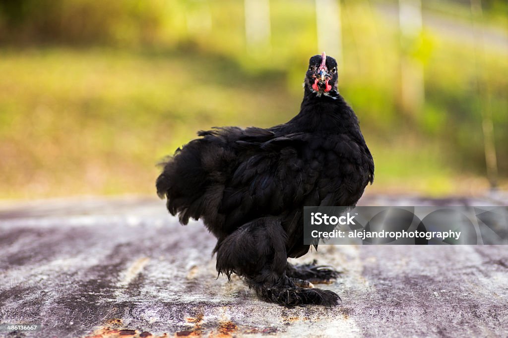 Black cochin rooster 2 month old adolescent black cochin rooster Adolescence Stock Photo