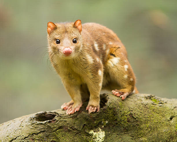 Tiger Quoll The tiger quoll (Dasyurus maculatus), also known as the spotted-tail quoll, the spotted quoll, or the spotted-tailed dasyure spotted quoll stock pictures, royalty-free photos & images