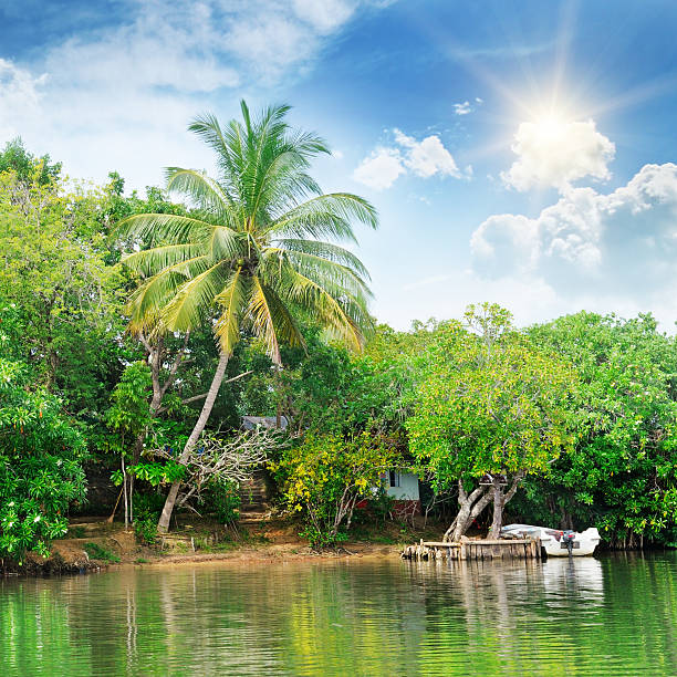 istock river and  plants on the coast 486137439