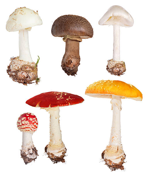 set of poisonous fly agaric mushrooms isolated on white