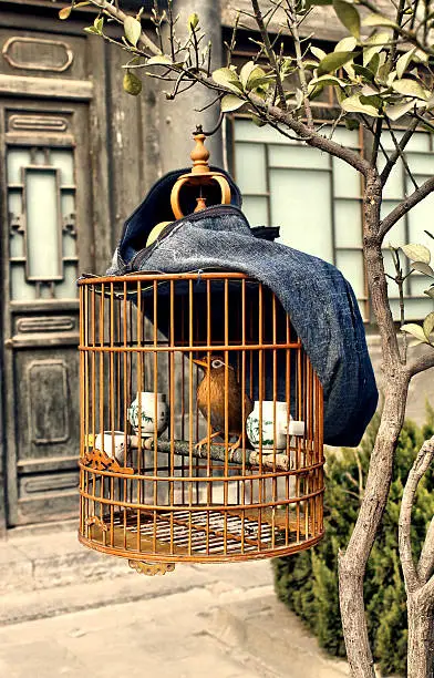 Bird in a cage.
