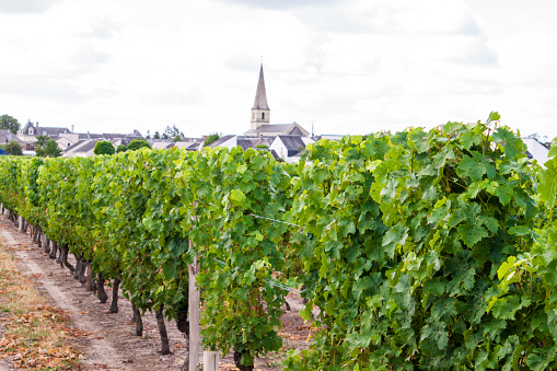 vineyard with grapes in the Loire Valley France