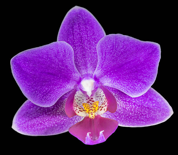 istock single lilac orchid flower isolated on black 486138723