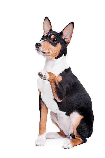 istock Basenji puppy, 3 month, isolated on the white 486139011