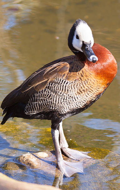 dendrocygne - white faced whistling duck photos et images de collection