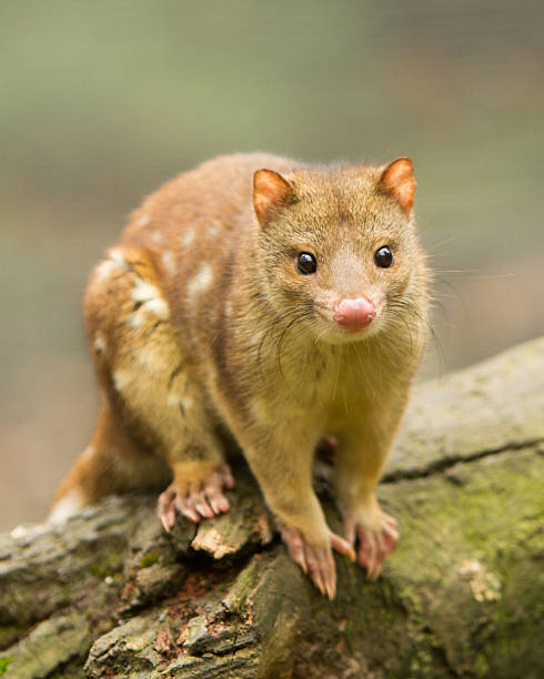 Tiger Quoll Tiger Quoll spotted quoll stock pictures, royalty-free photos & images