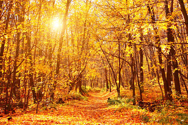 istock Road in autumn forest 486139394