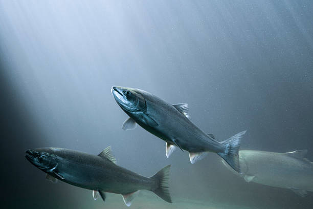 salmón en rayos de luz - salmón pescado fotografías e imágenes de stock