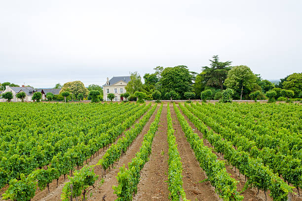 vineyard with grapes in the Loire Valley France vineyard with grapes in the Loire Valley France loire valley stock pictures, royalty-free photos & images