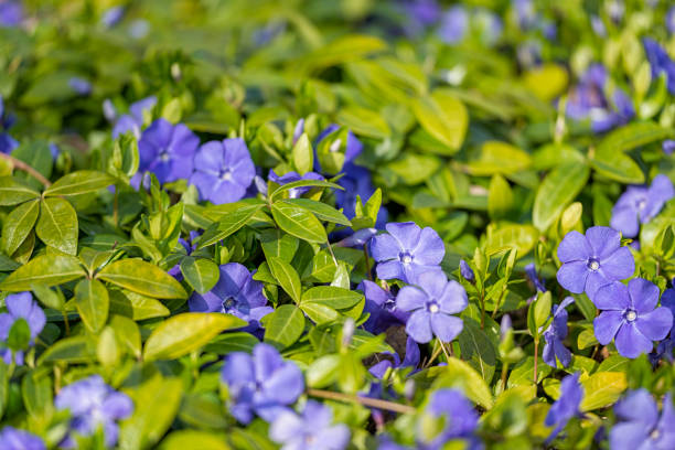 common periwinkle, vinca minor - periwinkle stock-fotos und bilder