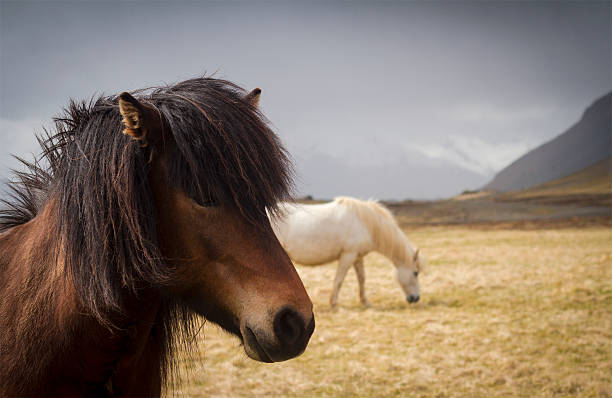 istock Pair of Icelandic horses on a field 486139598
