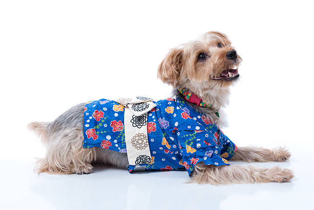 istock Yorkshire Terrier in Japanese Yukata 486139740