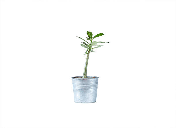 adenium フラワーにメタルのポット白背景 - azalea flower pot rhododendron isolated ストックフォトと画像