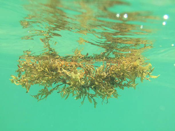 Sargassum Seaweed stock photo
