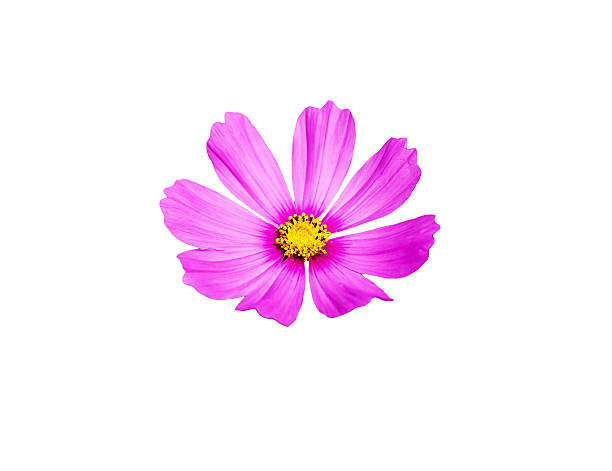 istock Beautiful pink cosmos flower isolated on white background 486139997