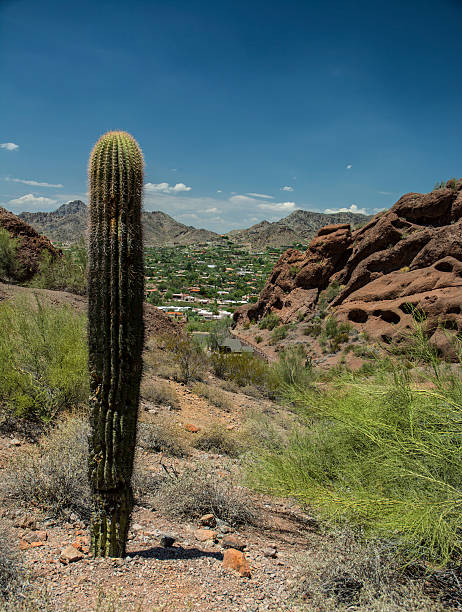 istock Saguaro Cactus In Arizona Tonto Park 486140408