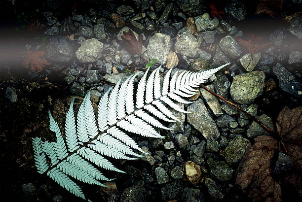 Stone and fern leaves background