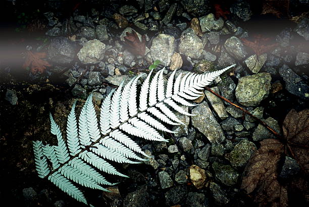 New Zealand Silver Fern (Punga) A Native New Zealand 'Punga' Tree Fern on a stone path background. Punga (Ponga) is the Maori word for Tree Fern. The Punga is also more commonly known as a Silver Fern (Cyathea dealbata). The Silver Fern gets its name from the leaves, as the underside of the leaves turn a silvery-white color with age. It has become New Zealand's emblem in sport. fern silver new zealand plant stock pictures, royalty-free photos & images